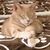 Debby Garrett Ressa's profile image