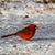 Deb Redding's profile image