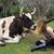 Tanya Allen Freymuth's profile image