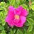 Bernadette Mayer's profile image