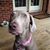 Margaret Grondy Hodges's profile image