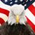 David Jacobsen's profile image