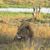 Joyce Suleski's profile image