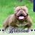 Bryan Bostic's profile image