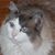 Barbara Sirkis Britt's profile image