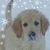 Karen DeCesaris's profile image