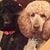 Gina Osborn's profile image