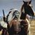 Samuel Mysinger's profile image