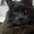 Allison Wentler's profile image