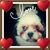 Missi Rolka's profile image