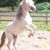 Lorie Shue's profile image