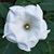 Judy Simonds's profile image