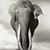 Tracey Genova Green's profile image
