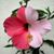 Maribel Alcaraz Sanchez's profile image