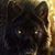 Roxanna Koller's profile image