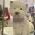 Debbie Eyres's profile image