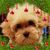 Tondi Sue's profile image