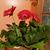 Maria Guadalupe Rosas's profile image