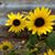 Juanita Murray Bowersox's profile image