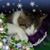Tobie Dav's profile image