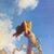 Lesley Garrison's profile image