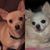 Rita Bolognese's profile image