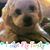 Lisa Ebben's profile image