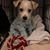 Vicky Ross Meyer's profile image