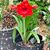 Iris Pittman-gilsdorf's profile image