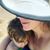 Michele Coffield Whitebread's profile image