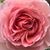 Ilze Earner's profile image