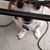 Alberta Massarotti Gaskill's profile image