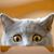 Andrea Beckman's profile image