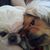 Samson N Delilah's profile image