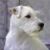 Joe Pavlic's profile image