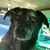 Boomer Catahoula's profile image
