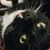 Lizabeth Nesbitt Costley's profile image