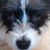 Shirene Urton's profile image