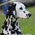 Janet Langford Gray's profile image