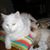 John L Ringle's profile image