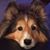 Laurie Benvenuti's profile image
