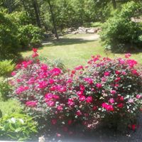 Sandra Dawes's profile image