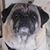 Charlotte Gillihan's profile image