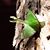 Karleen Wolff's profile image