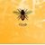 Honey Liar's profile image