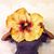 Nonney Oddlokken's profile image