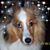 Joe-Julie Veigl's profile image