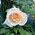 Karen Hearns Vintinner's profile image