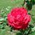 Rose Mannino's profile image