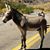 Chris Mule''s profile image